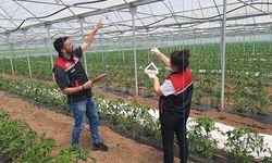 Domates seralarında ve meyve bahçelerinde çiftçiye önemli destek!