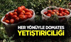 Her yönüyle domates yetiştiriciliği