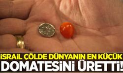 İsrail kiraz büyüklüğünde çeri domates üretti!