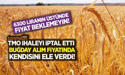 TMO ihaleyi iptal etti buğday alım fiyatında kendisini ele verdi! 6300 liranın üstünde fiyat beklemeyin! 