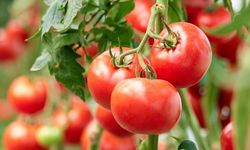 Domates yetiştirme koşulları nelerdir? Evde, bahçede, tarlada domates yetiştirmenin püf noktaları!