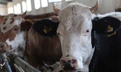 Zincir marketlerde 2022 kurbanlık fiyatları ne kadar oldu? A101, BİM, Migros ve CarrefourSA 2022 kurbanlık fiyatları