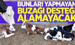 2017 buzağı desteğinden nasıl yararlanılacak?