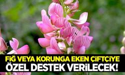Fiğ veya korunga eken çiftçiye hibe desteği verilecek!
