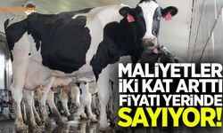 Sütte maliyetler iki kat arttı fiyatı yerinde sayıyor