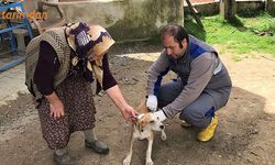 Sahipli sahipsiz bütün hayvanlara kuduz aşısı yapılacak