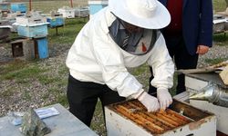 Hastalığa karşı arıları ilaçladılar