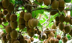 Ordu kivide rekor kırdı