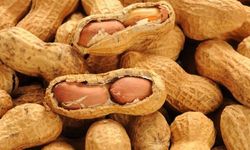 Osmaniye yerfıstığı kalitesi için harekete geçiyor