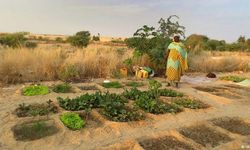 Tarımda Türkiye-Afrika işbirliğine FAO desteği