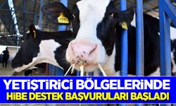 Yetiştirici bölgelerinde düve alımına yüzde 30 hibe desteği