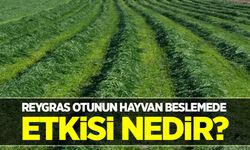 Reygras otunun hayvan beslemede et-süt veriminde etkisi nedir?