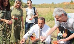 Kurt Üzümü Elazığ’da üretildi!