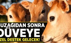 Besi sığırcılığına uygun düve alımı teşvik edilecek