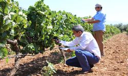 Üzümde rekolte çalışmaları başladı