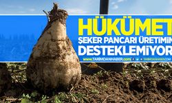 Hükümet şeker pancarı üretimini desteklemiyor!