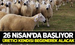 300 koyunda genç çiftçi önlemi!