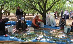 Antepfıstığı üretiminde örnek oldu köyde bahçeler büyüdü!