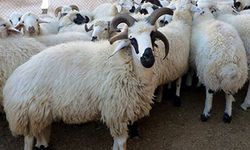 Koyun yetiştiricileri gözlerini kırpmıyor!