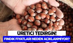 Üretici tedirgin fındık fiyatı neden açıklanmıyor?