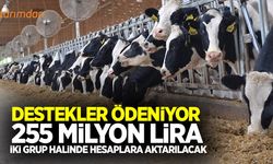 Bakan Pakdemirli açıkladı: Süt destekleri ödeniyor!