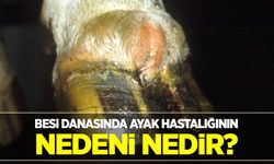 Besi danasında ayak hastalığı