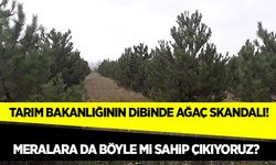 Betonlaşmada son nokta! Milli Botanik Bahçesinde 1400 çam ağacı kesildi!