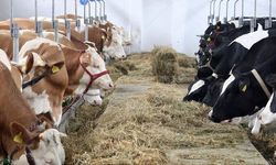 5 inekle başladı şimdi 100 ineği var