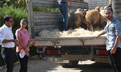 Genç çiftçilere koyun dağıtıldı!