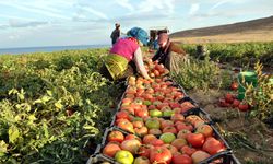 Rusya’ya domates ihracatında gelişme var