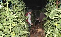 Üretici don nöbetinde