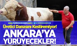 İthal etten dolayı üretici danasını kestiremiyor!