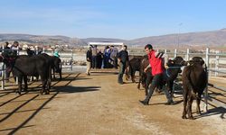 Çorum’da genç çiftçilerin yüzü güldü