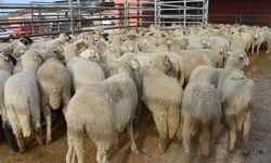 Genç çiftçilere küçükbaş hayvan dağıtıldı