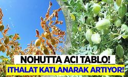 Nohutta acı tablo ithalat katlanarak artıyor!