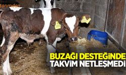 Buzağı desteğinde ödeme takvimi belli olmadı!