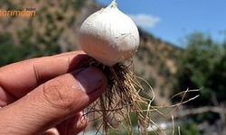 Tunceli sarımsağı ve Çemişgezek Ulukale dutu markalaştı!