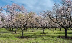 Bademler çiçek açtı, üreticiyi korku sardı