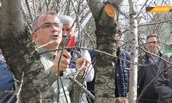 İl müdürü ağaç budamayı uygulamalı gösterdi