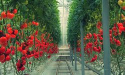 Jeotermalli domatesler yok satıyor