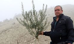 Bir gecede 500 fidanı kestiler