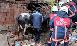 İneği göçük altında kalınca gözyaşlarını tutamadı