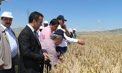 Süne sürvey çalışmaları Elazığ’da devam ediyor!