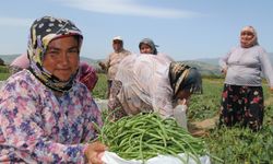 Tarımsal yayım projesi başvuruları başladı