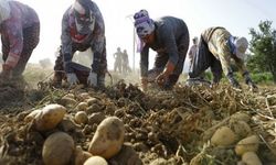 Patates desteği üreticiyi rahatlatacak