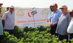 Tarım İl Müdürlüğü: Pamuk zararlısına karşı önlem aldı