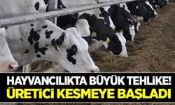 Hayvancılıkta büyük tehlike!