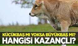 Küçükbaş mı yoksa büyükbaş mı? Hangisi karlı?