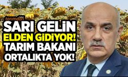 Trakya’da ayçiçek tarlalarını çayır tırtılı istila etti! Sarı gelin elden gidiyor Bakan ortalıkta yok!