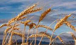 Yeni mahsul buğdayın tonu 19 bin 20 liradan satıldı